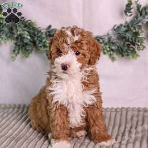 Meadow, Mini Bernedoodle Puppy